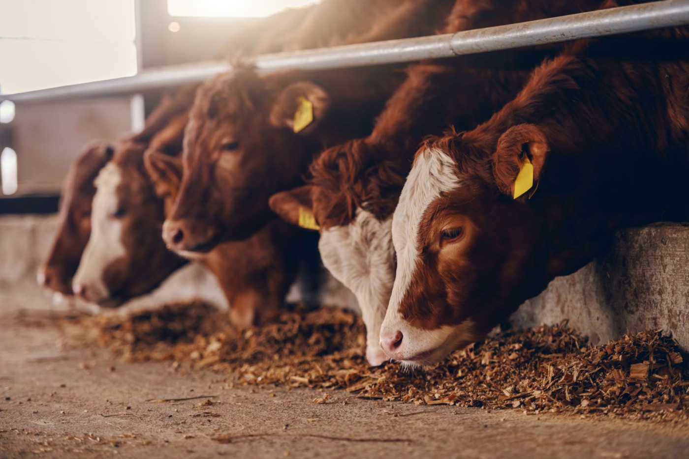 Are cattle futures setting up for a breakout?