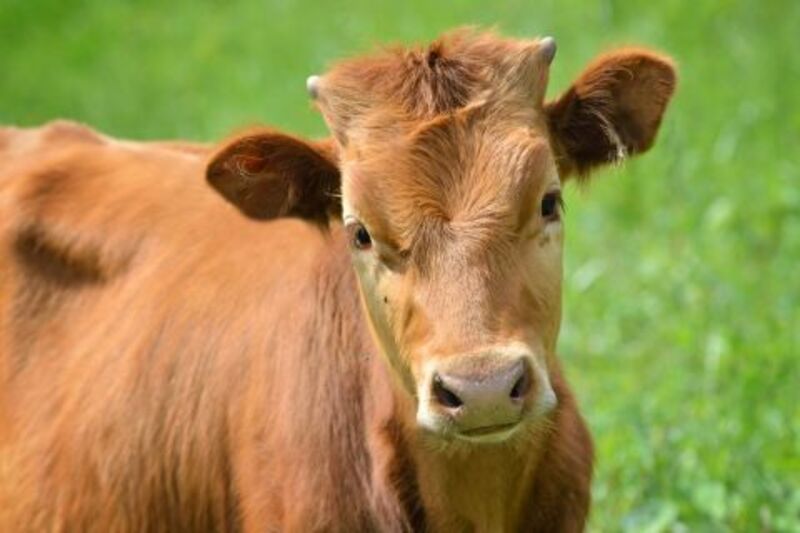 Cattle Rally in Unison with Boxed Beef