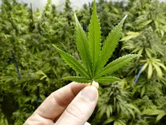 US Proposes Historic Law To Reclassify Marijuana As "Low-Risk Drug"