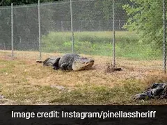 Police In US Capture "Absolute Dinosaur" Alligator On Path Children Take To School