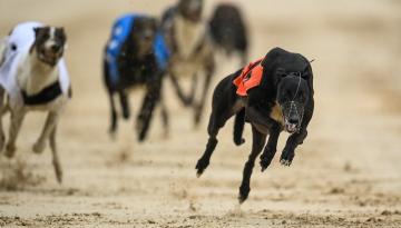 Greyhound Racing NZ lashes out at SPCA over offer to rehome dogs if industry is closed