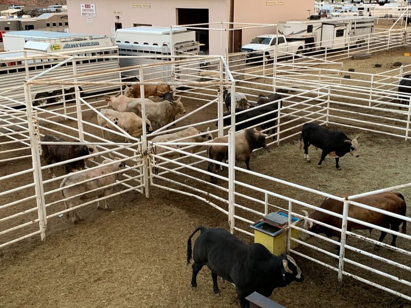 Cattle Extending Rally at Midday