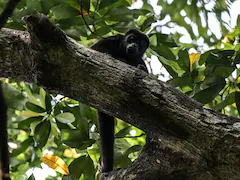 In Mexico, Howler Monkeys Are "Dropping Dead" Because of Extreme Heat