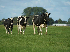 US Reports Second Human Case Of Bird Flu Tied To Dairy Cow Outbreak