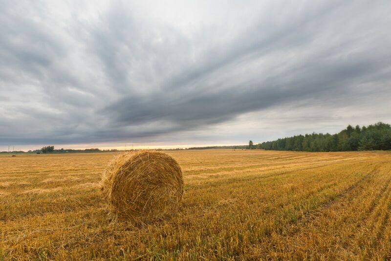 A Quiet Grain Trade Ahead of a Long Weekend.