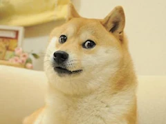 Kabosu, The Iconic Shiba Inu Dog Inspiring Dogecoin, Dies