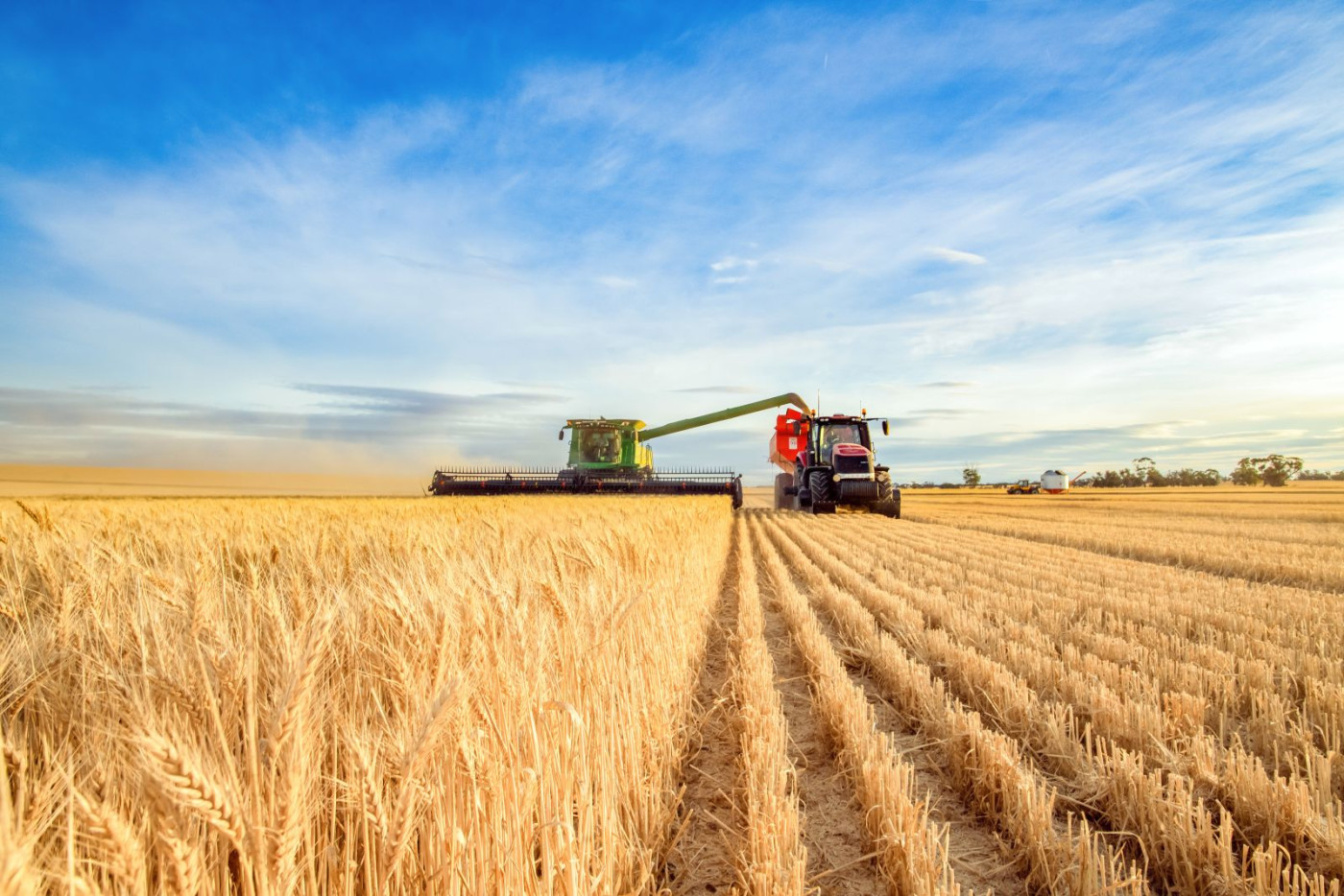 Wheat Slipping Lower As Harvest Begins