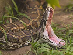 16-Foot Python Swallows Woman Whole In Indonesia