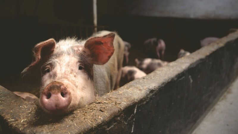 Hogs Stuck on Red Side of Ledger at Midday