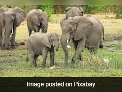 Elephants Call Each Other By Name, Finds Study