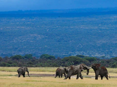 Do Elephants Also Call Each Other By Names? What New Study Found