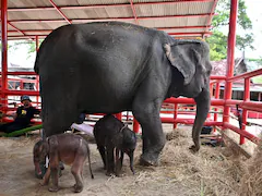 Thai Elephant Gives Birth To Twins, Then Attacks One Of Them