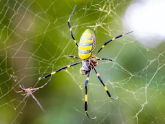 Scary But Shy Joro Spiders Spread To US Gardens, Parking Lots