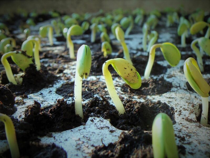 Soybeans Pulled Down by Meal