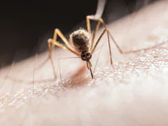 Dengue, Mosquito-Borne Diseases Rising In Europe Due To Climate Change