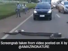 Watch: 25-Foot Anaconda Crosses Brazil Road, Brings Traffic To Standstill