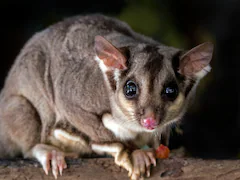 Flight Delayed In China After Pet Possum Escapes On Board, Owner Arrested