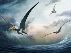 Fossils Of "Sea Phantom" Flying Reptile Found In Australia