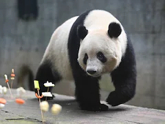 Foreign-Born Giant Pandas Adapt To New Life In China