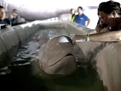 Beluga Whales Rescued From War-Torn Ukraine Find Safe Haven In Spain