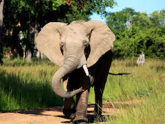 Elephant In Zambia Pulls US Tourist Out Of Safari Vehicle, Tramples Her To Death