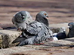 Uproar After German Town Votes To Wipe Out Its Pigeon Population