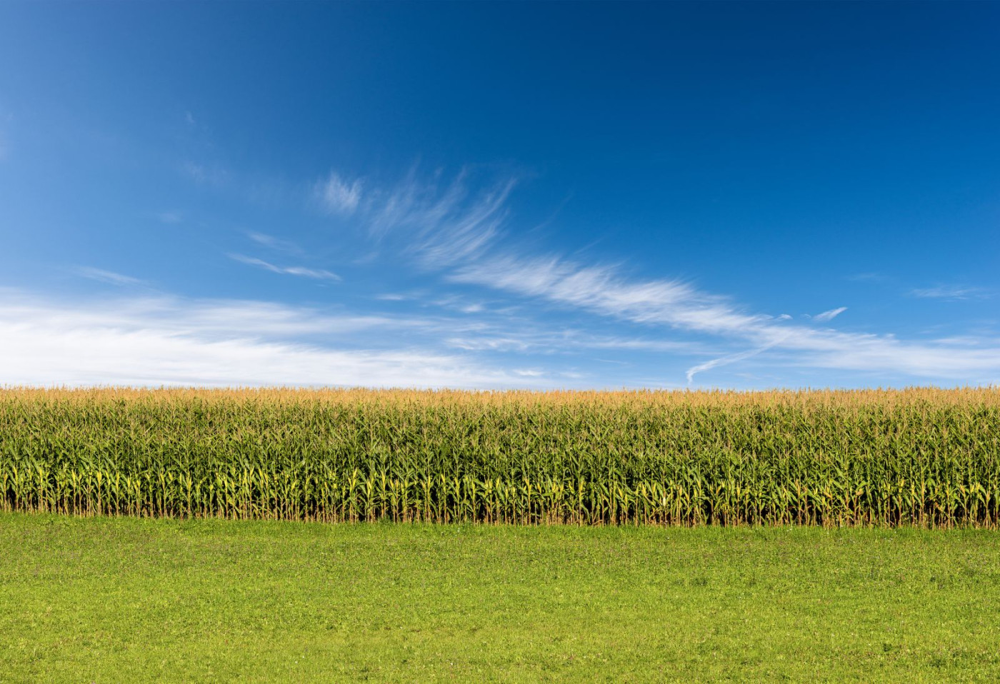 Corn Feeling Pressure from Wet Forecast