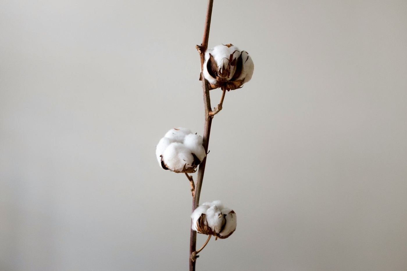 Cotton Posts Triple Digit Rally on Tuesday