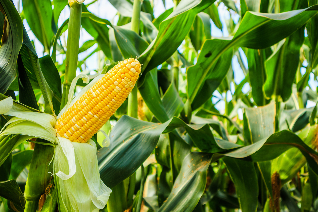 Corn Falls into the Close