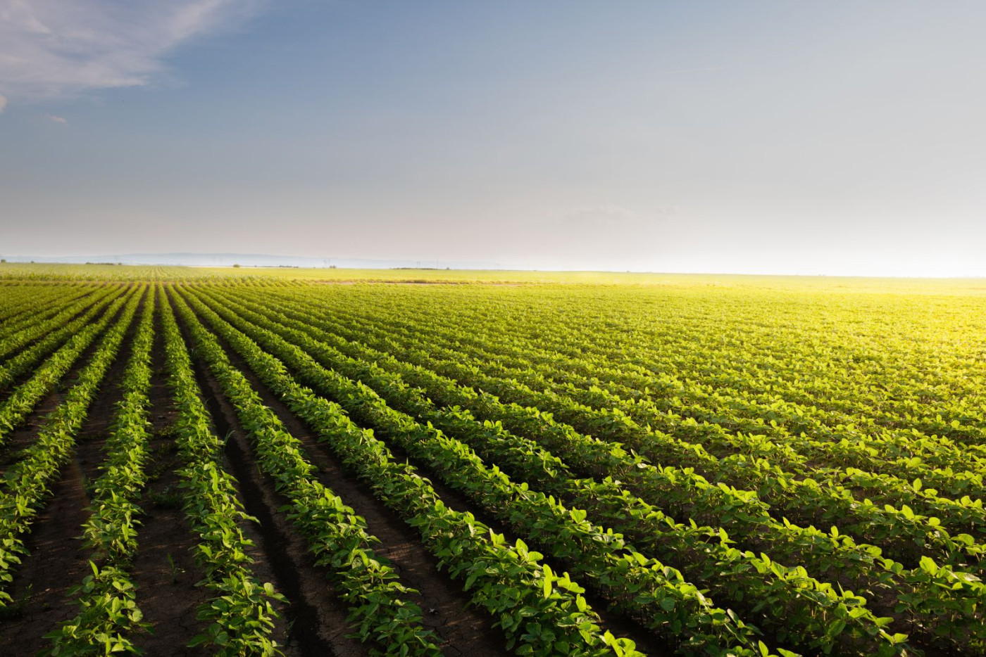 Soybeans Revert Lower at Midday