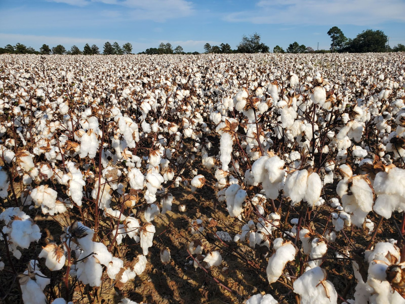 Cotton Falls on Acreage Hike