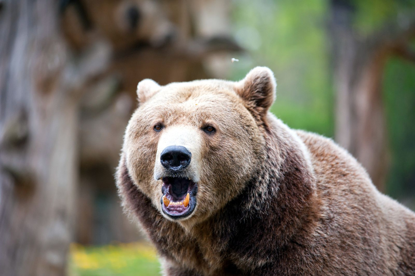 Corn bears roar after USDA reports