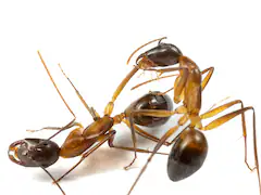 Ants Perform Limb Amputations To Save Injured Comrades' Lives: Study