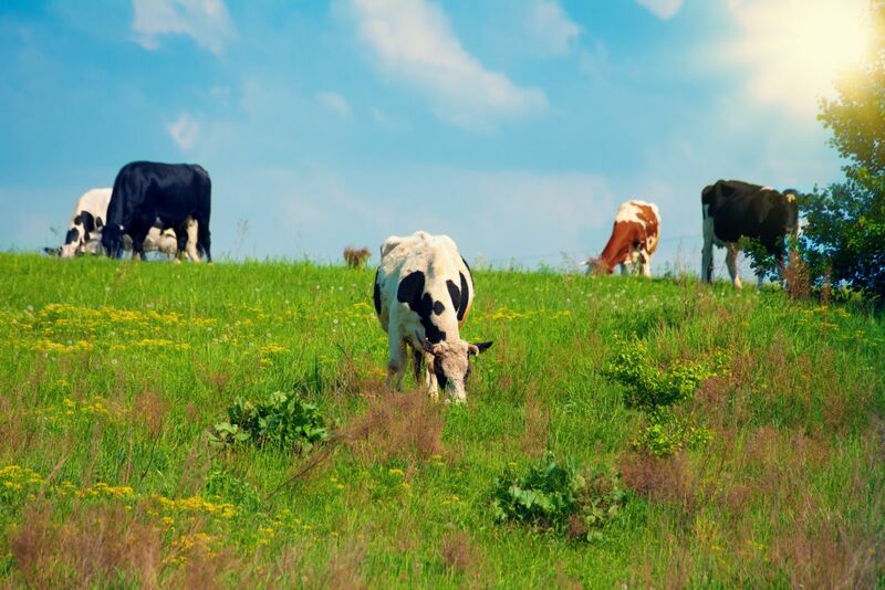 Cattle Posting Strength on Wednesday