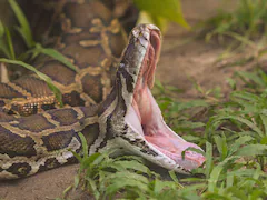 Indonesian Woman Swallowed By Python Near Home, Husband Found Slipper, Pants