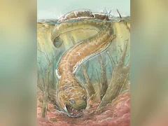 Big Salamander-Like Creature With Fangs Roamed Namibia 280 Million Years Ago