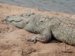 Australian Missing Child's Remains Found After Suspected Crocodile Attack