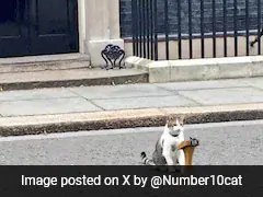 "Swear Words Aimed At Tories": Larry The Cat Speaks Out On UK Poll Results