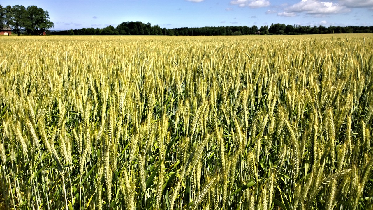 Wheat Slipping Lower