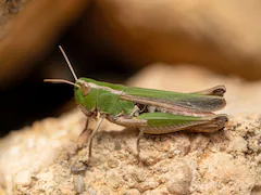 Singapore Approves 16 Insects Including Silkworms And Grasshoppers For Human Consumption