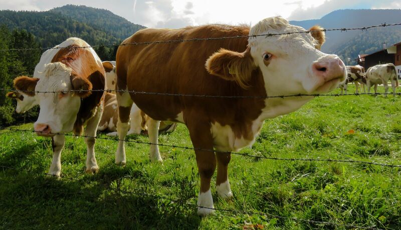 Cattle Slips as Midday Boxed Beef Print Falls