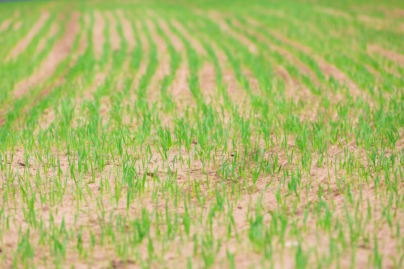 Corn Holding Gains at Midday