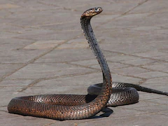 Chinese Man Tries To Smuggle Over 100 Live Snakes In His Trousers, Arrested