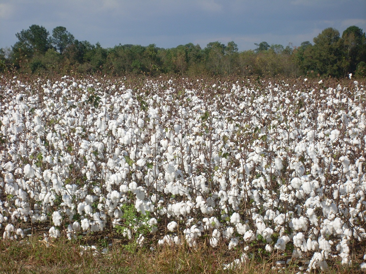 Cotton Slightly Higher on Wednesday Morning