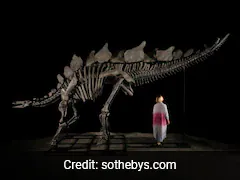 World's Largest Stegosaurus Skeleton Put On Action, May Fetch $4-6 Million