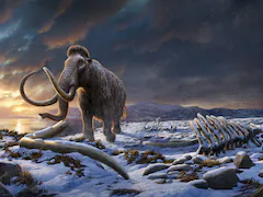 Woolly Mammoth DNA, Frozen 52,000 Years, Ago May Be Used To Revive Species