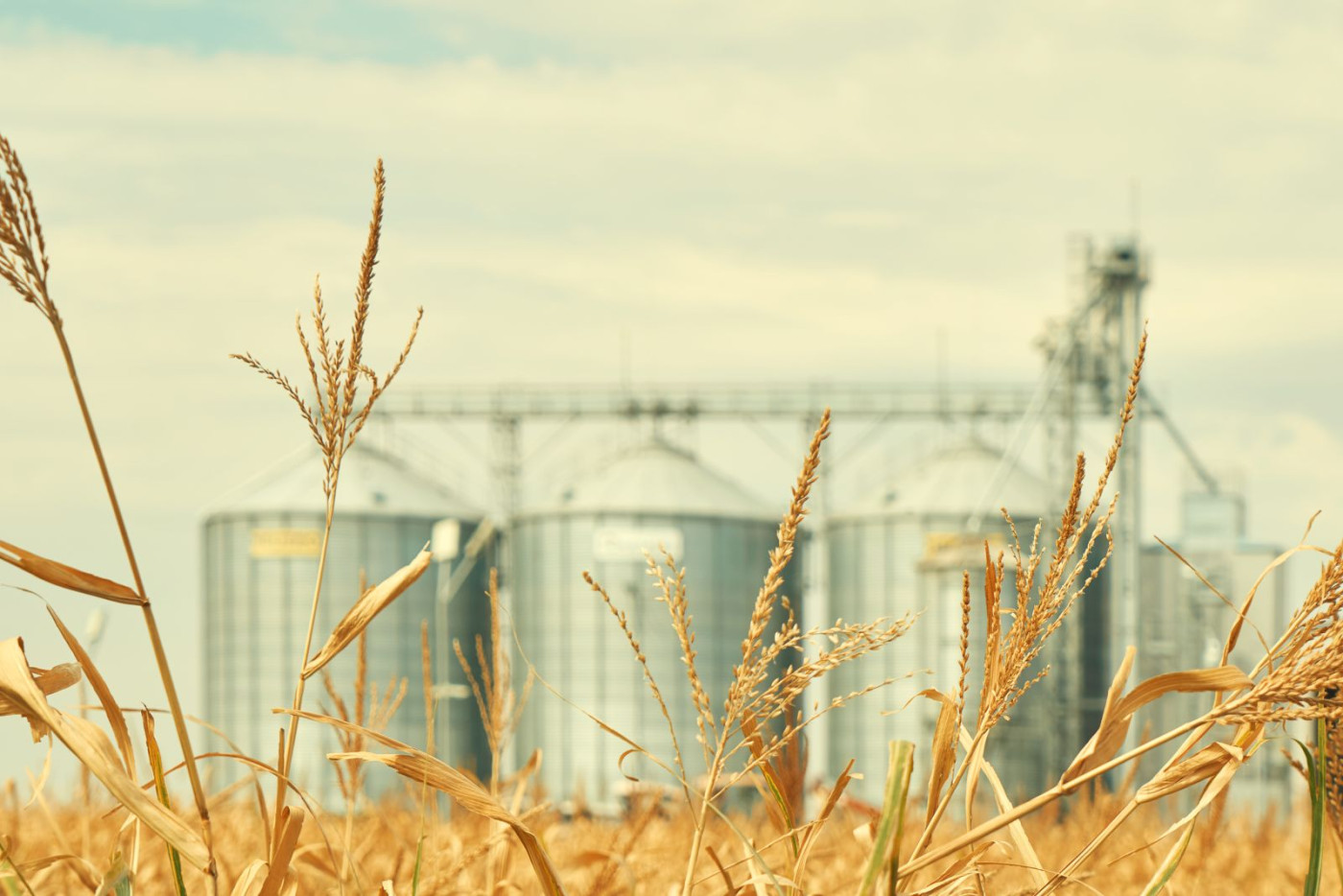 Grains Mixed Ahead of USDA Report