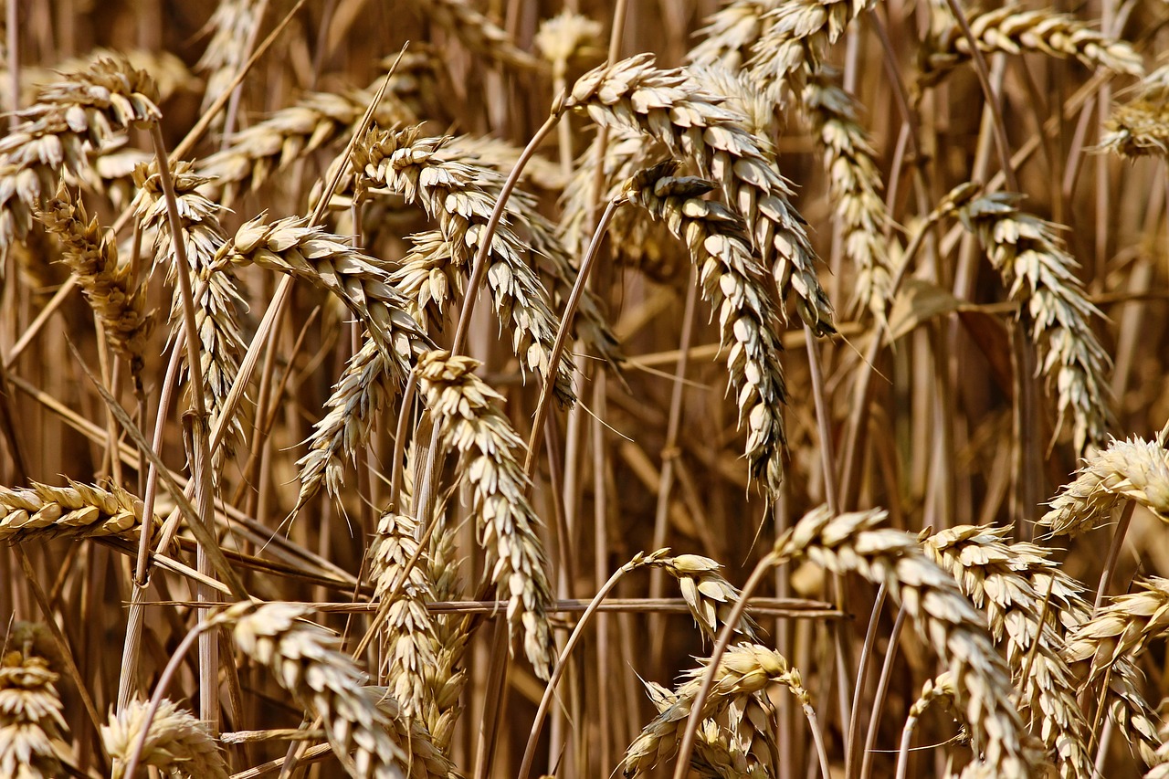 Wheat Collapses After Bearish USDA Reports