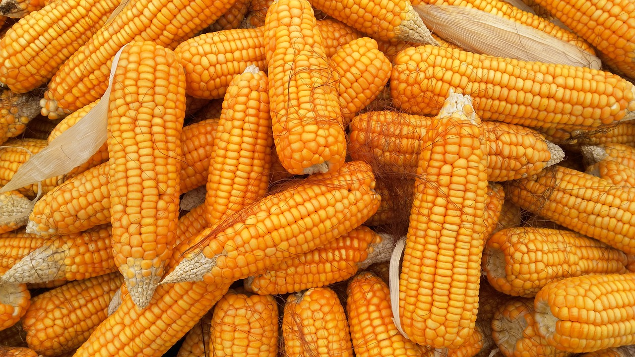 Corn Heads Lower on Monday, As Specs Defend Short with Wet ECB Forecasts