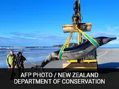 World's Rarest Whale Washes Up On New Zealand Beach